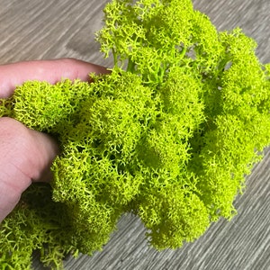 Preserved Moss Lichen, preserved moss. Natural preserved moss. Florist supplies. Reindeer moss Moss for art, Natural moss, Crafts supplies