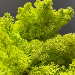 Preserved Moss Lichen, preserved moss. Natural preserved moss. Florist supplies. Reindeer moss Moss for art, Natural moss, Crafts supply