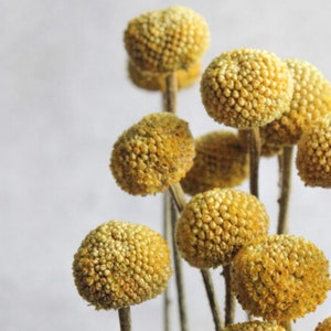 Flores secas de buzón amarillo, tallos de hierba seca Craspedia, ideal para arreglos florales secos, tallos de hierba amarilla, flores de buzón