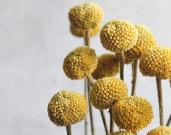 Yellow Letterbox dried flowers, Craspedia Dried Grass Stems, Ideal For Dried Flower Arranging, Yellow Grass Stems, Letterbox flowers