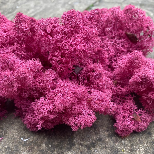 Preserved Moss Lichen, preserved moss. Natural preserved moss. Florist supplies. Reindeer moss Moss for art, Natural moss, Crafts supplies