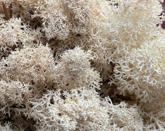 Preserved Moss Lichen, preserved moss. Light grey preserved moss. Florist supplies. Reindeer moss Moss for art, Crafts supply.