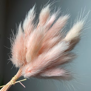 20 pequeños tallos de lagurus rosa, buzón de bricolaje. Hermosas colas de conejo secas rosas, decoración casera rústica natural, delicada hierba lagurus