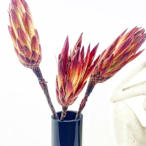 Protea Stiele, natürliche getrocknete Protea, getrocknete Protea African Repens, getrocknete Blumen, getrocknete Protea Pendula, natürliche rote Blume, natürliches Dekor