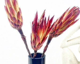 Protea Stems, Natural Dried Protea, Dried Protea African Repens, Dried Flowers, Dried Protea Pendula, Natural Red flower, Natural decor