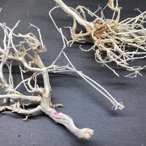 Dried Root, Bleached root, Unique root, Christmas decoration supplies, Natural dried bleached wood root for decorations