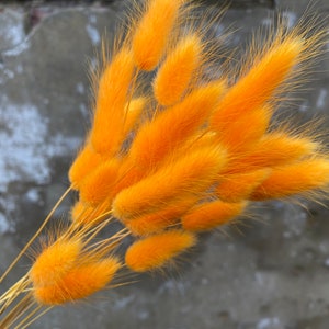 Flores secas de buzón naranja, buzón de bricolaje seco. Hermosas colas de conejo secas de color naranja, decoración rústica natural del hogar, delicada hierba lagurus