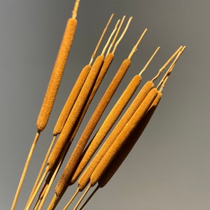 Dried Bulrushes, Dried flowers, Natural Bulrush, dried Cattail