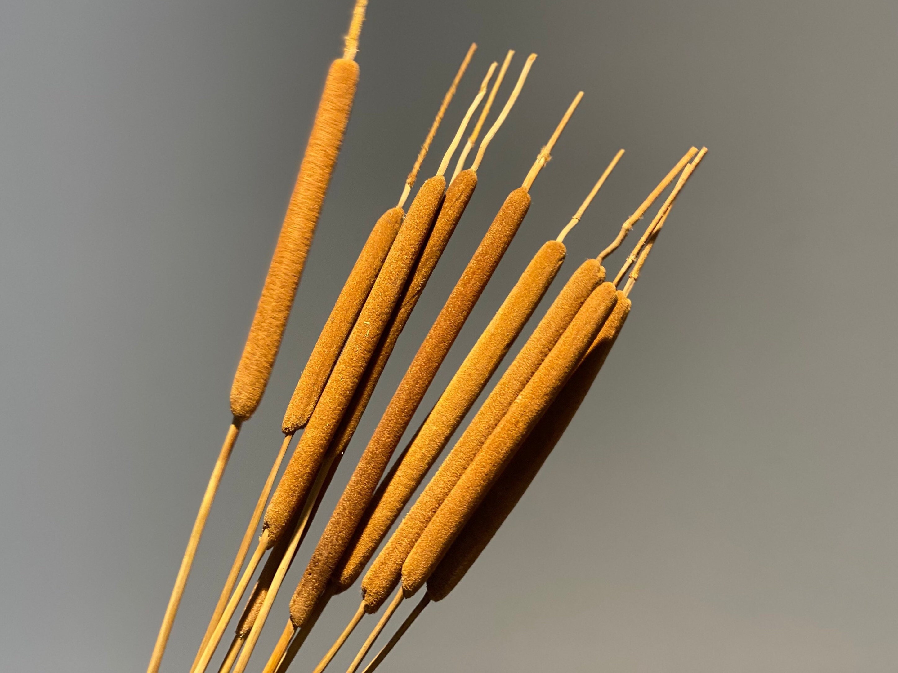 Dried Bulrushes, Dried flowers, Natural Bulrush, dried Cattail