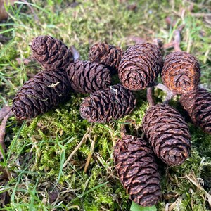 以下が含まれることがあります： 緑の苔と草のベッドの上に置かれた、茶色の松ぼっくり。松ぼっくりは様々な大きさや形をしていて、いくつかは他のものよりも開いています。