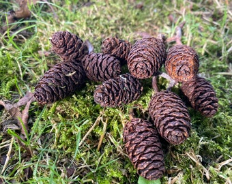 Natural pine cones, British pine cones, Forest pine cones, British forest goods
