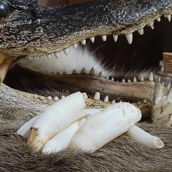 1 Large Real Alligator Teeth for Rustic Crafts, Great Oddity or Bone Collector Gift