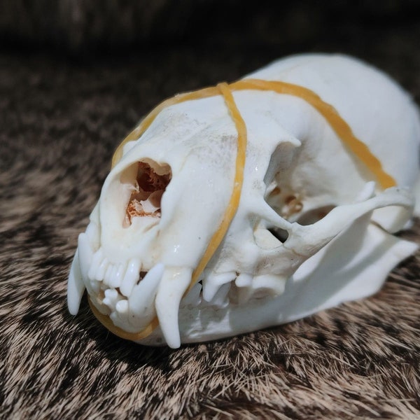 Real Mink Skull - Classroom Decor - Bone Collections - D&D Decor - Rustic Crafts - Eco-Friendly Crafts