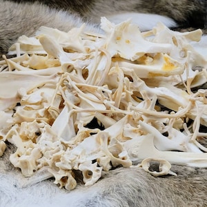 Half Pound Box of Real Alligator Skull Parts, Perfect For Classroom Decor or Bone Collections or Rustic Crafts