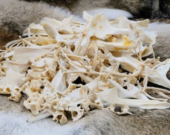 Half Pound Box of Real Alligator Skull Parts, Perfect For Classroom Decor or Bone Collections or Rustic Crafts