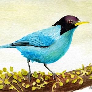 Green Honeycreeper, bird, nature, 5X7 inch watercolor print