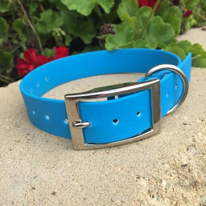 May include: A bright turquoise dog collar with a silver-colored metal buckle and a matching D-ring. The collar is made of a flexible material and is set against a background of green foliage and red flowers.