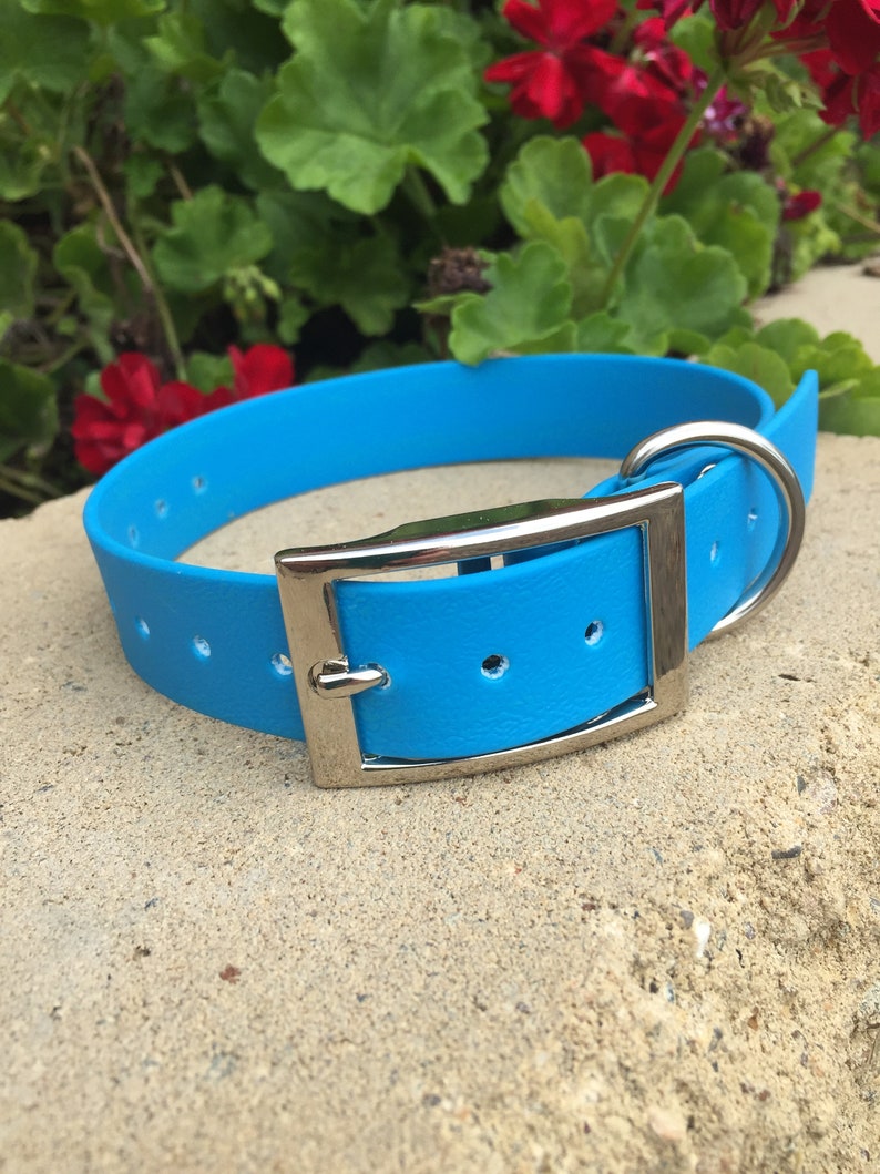 May include: A bright turquoise dog collar with a silver-colored metal buckle and a matching D-ring. The collar is made of a flexible material and is set against a background of green foliage and red flowers.