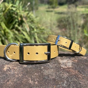 May include: Two mustard-colored dog collars with silver-tone hardware. The collars are made of a smooth material and feature a classic buckle design. One collar is fully assembled, while the other is partially assembled.