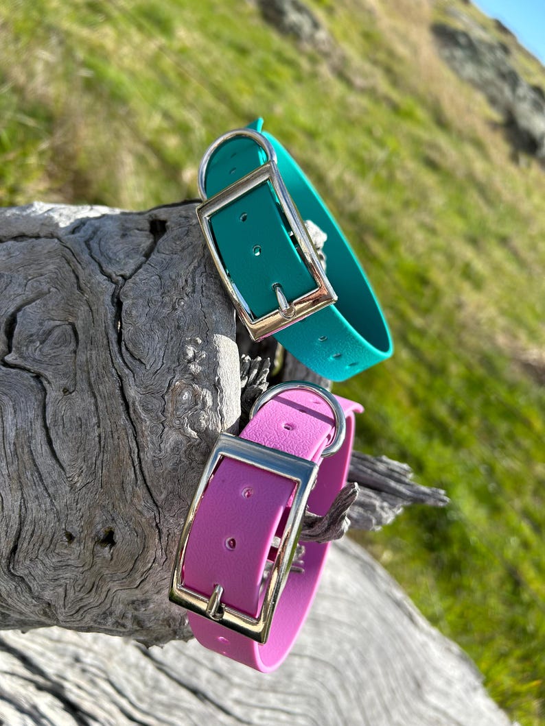 May include: Two dog collars in teal and magenta, each with a silver-colored buckle. The collars are made of a flexible material and are displayed on a piece of weathered wood, with a blurred green background.