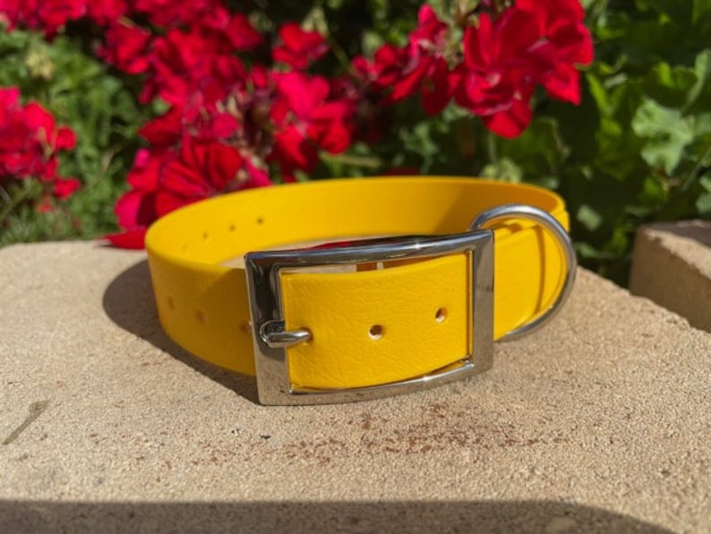 May include: A bright yellow dog collar with a silver-colored buckle. The collar is made of a smooth material and has several holes for adjustment. The buckle is rectangular and has a classic design. The background features red flowers.