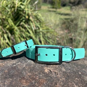 May include: Two turquoise dog collars with silver-colored metal buckles and D-rings. The collars are made of a smooth material and are displayed on a rock with a blurred green background of foliage.
