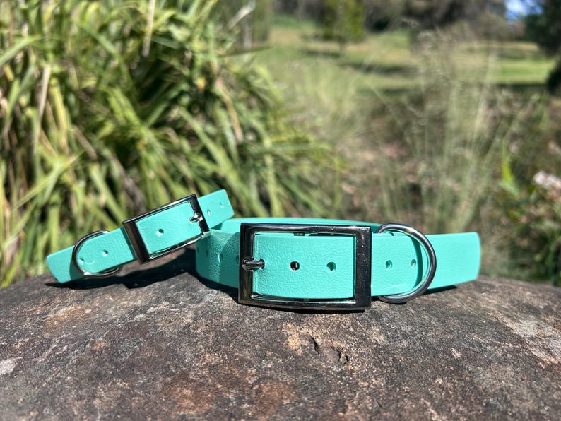 May include: Two turquoise dog collars with silver-colored metal buckles and D-rings. The collars are made of a smooth material and are displayed on a rock with a blurred green background of foliage.
