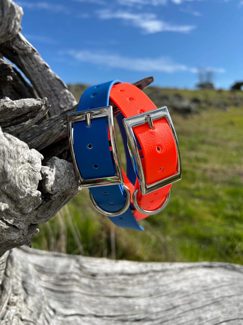 May include: Two dog collars, one blue and one orange, are displayed. Each collar has a silver-colored metal buckle. The collars are made of a flexible material and are shown against a backdrop of a blue sky and green grass.