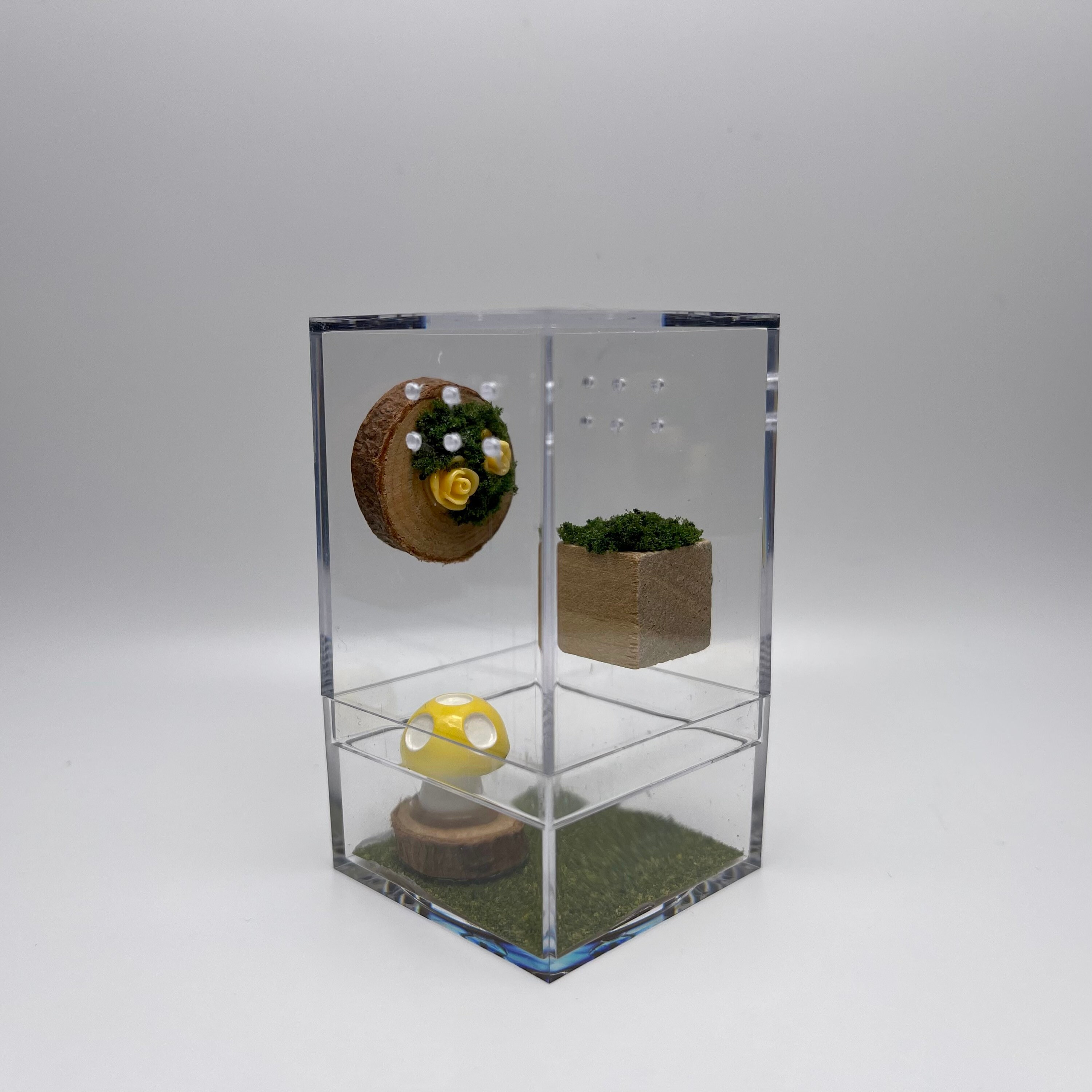 Mini Jumping Spider Enclosure Etsy