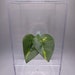 Jumping Spider Pothos Suction Cup Leaf Wall Decor 