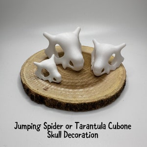 Jumping Spider or Tarantula Cubone Skull Decoration