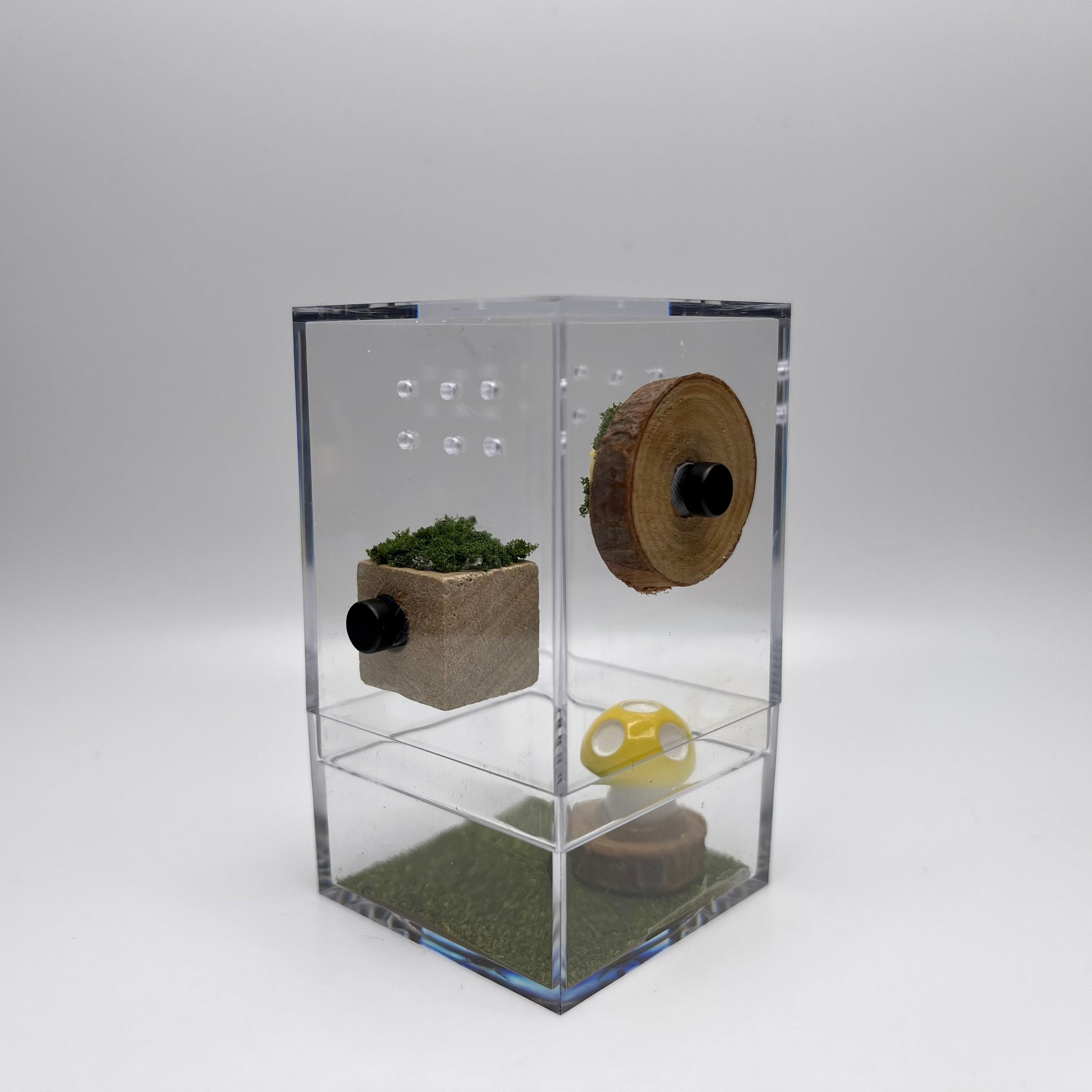 Mini Jumping Spider Enclosure Etsy