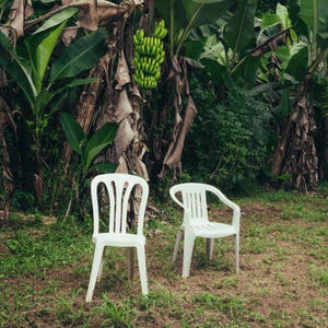 Puede incluir: Dos sillas de plástico blancas están sobre la hierba frente a un exuberante banano. Un racimo de plátanos verdes cuelga del árbol. La escena se desarrolla al aire libre, con un ambiente tropical natural.