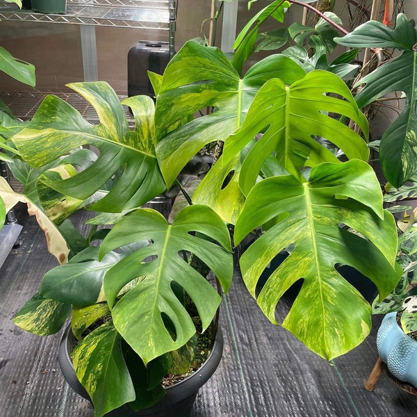 Variegated Monstera Tricolor Aurea