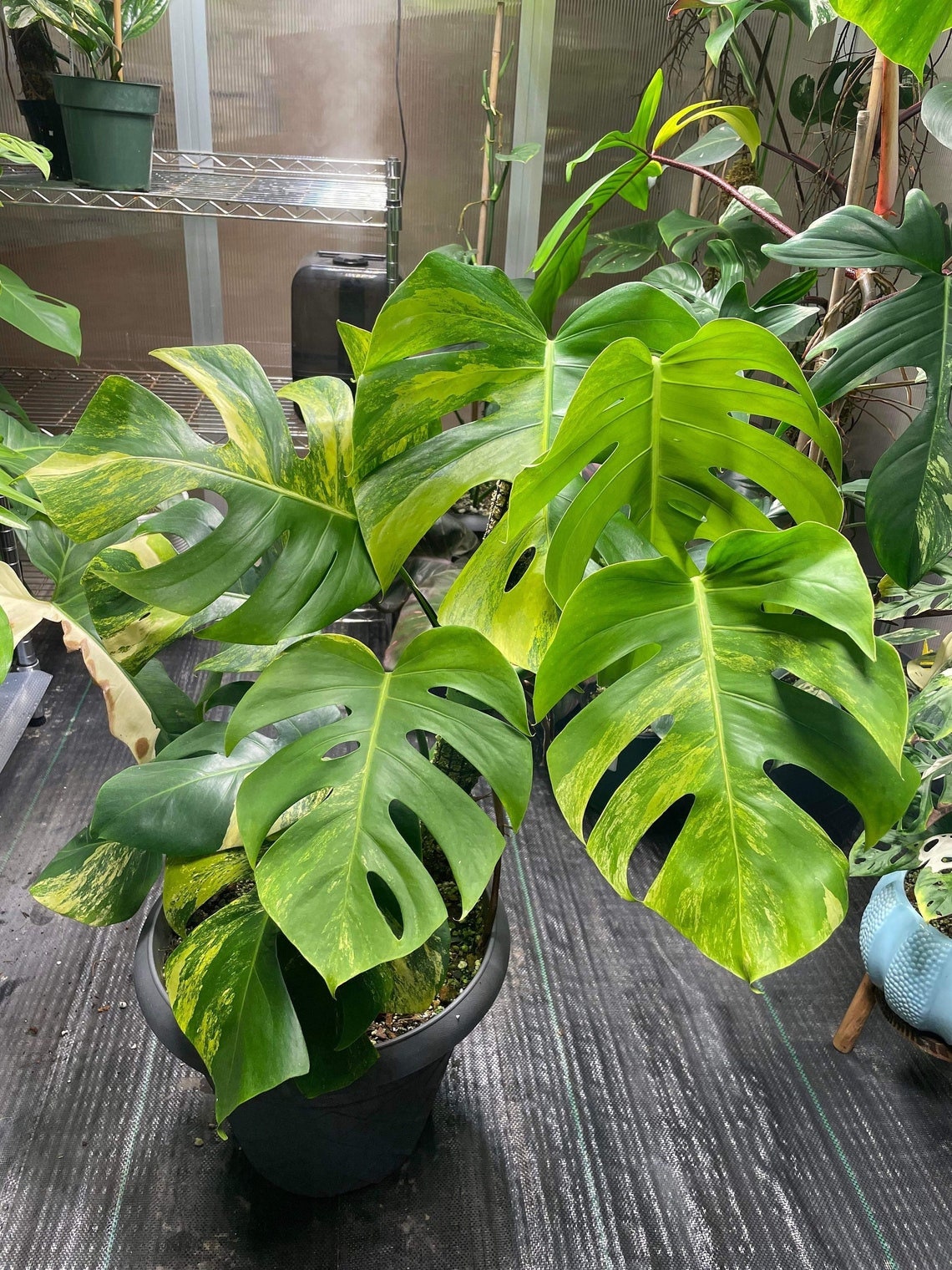 Variegated Monstera Tricolor Aurea - Etsy 日本