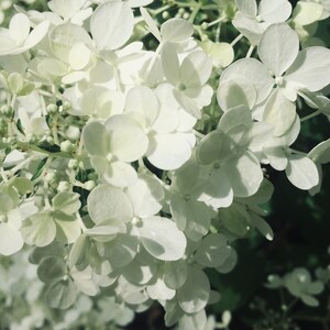 HYDRANGEA BLOOM Art Print