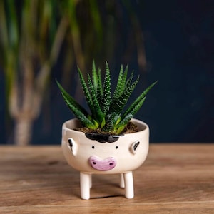 Puede incluir: Una pequeña planta suculenta en una maceta de cerámica crema con forma de vaca. La maceta tiene una cara, orejas y patas pintadas de negro y rosa. La suculenta tiene hojas verdes puntiagudas con puntos blancos.