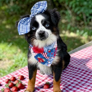 May include: A tri-color dog with blue eyes wearing a blue and white gingham bow and a matching bandana with strawberry designs. The dog is sitting on a red and white checkered picnic blanket with fresh strawberries scattered around.