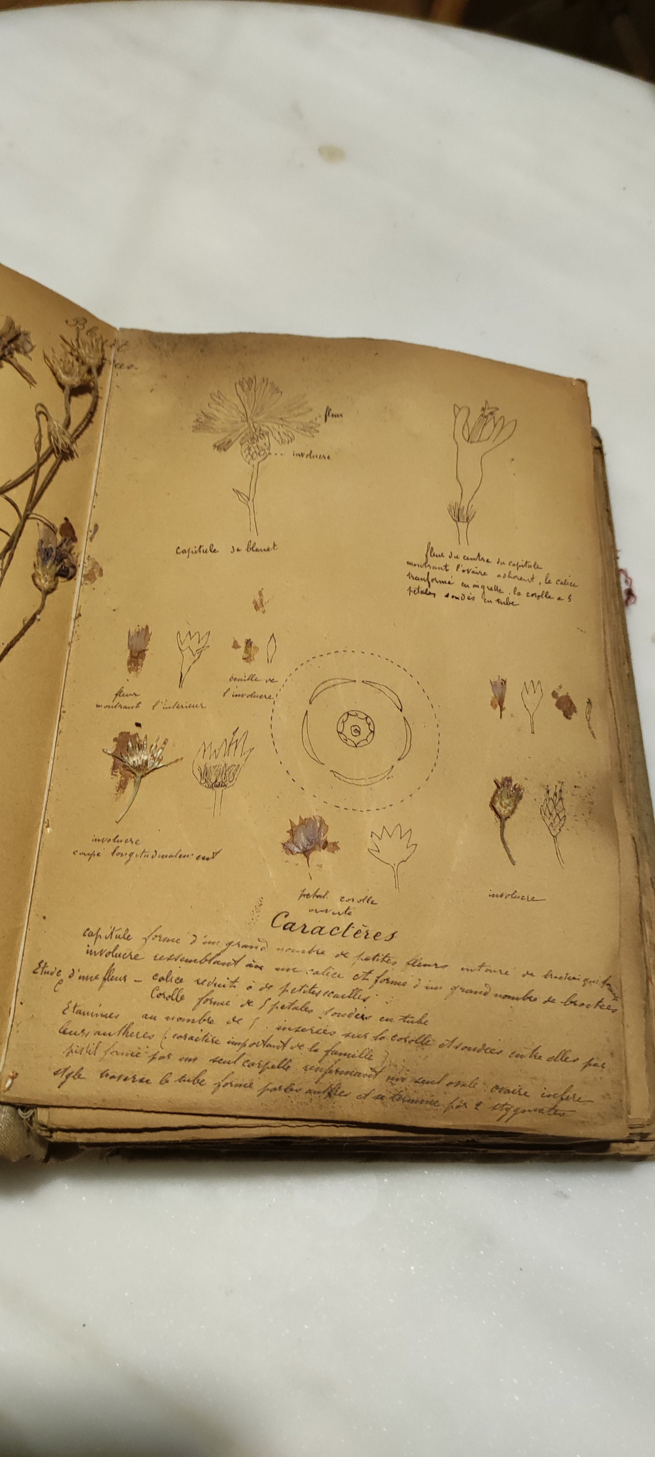Magnificent Old Herbarium From 1903 To 1904 Exceptional Piece