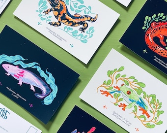 Amphibian Postcard Set – Axolotl, Frog, Salamander Nature Illustration (5 Pack)