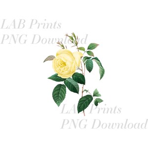 Yellow Rose PNG Digital Clip Art File