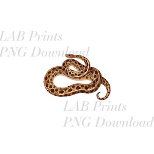 May include: A brown and tan snake with dark brown spots curled up in a circle.