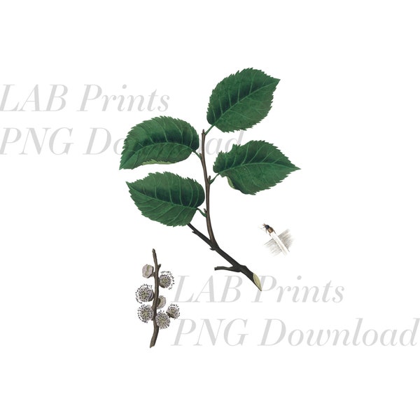 Deep Green Branch Leaves PNG Digital Clip Art File