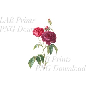 Rouge et Bourgogne Rose aquarelle PNG numérique Clip Art fichier