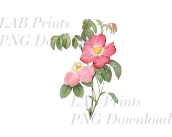 Pink Tropical Flowers PNG Digital Clip Art File