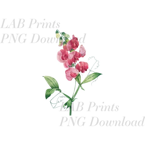 Pink Orchid PNG Digital Clip Art File