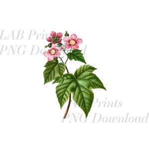 Pink Flowers with Ivy Leaves PNG Digital Clip Art File