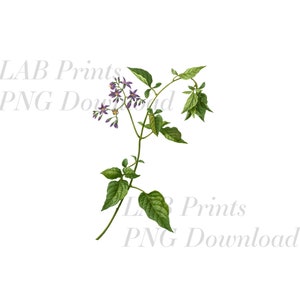 May include: A botanical illustration of a purple flowering plant with green leaves. The plant is depicted with a delicate stem and intricate details.