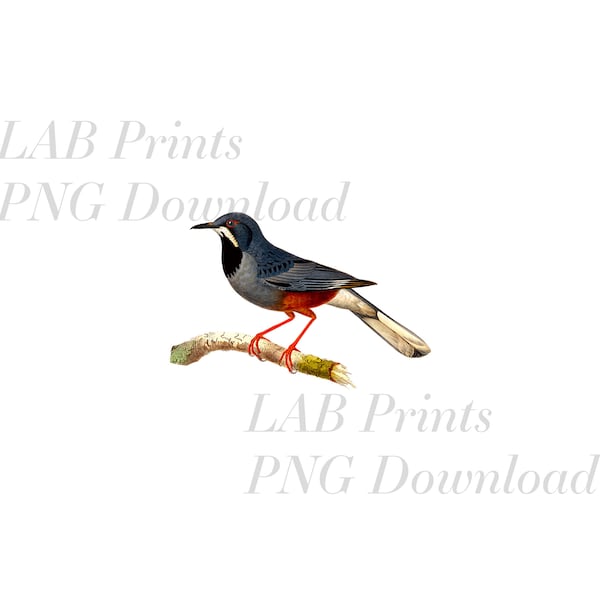 Bird Red Legged Thrush PNG Digital Clip Art File