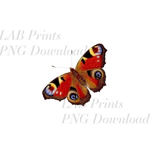 Red Butterfly PNG Digital Clip Art File